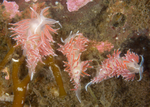 Fjordia sp.