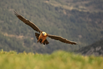 Lammergeier manoeuvring to land, Catalonia, Spain