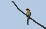 Chesnut-headed Bee-eater