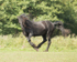 friesians 101-72