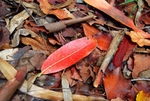 Leaves