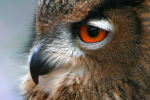 European Eagle Owl _AGT022