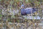 Tricolored Heron ready to strike, Harns Marsh, Florida