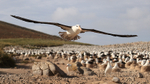 Black-browed Albatross lifts off from colony, Steeple Jason, Falklands