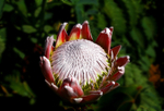 Nearly opened Protea-1079