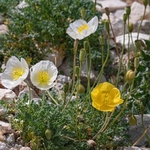 Alpine poppy (Papaver alpina )