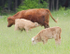 Pastoral