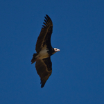 White-headed Vulture portfolio