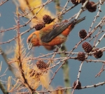 Male Crossbill