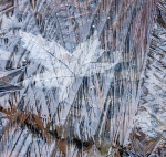 Spring Ice--Backus woods
