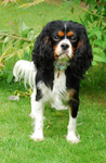 Cavalier King Charles Spaniels portfolio