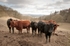 Cattle at Topley