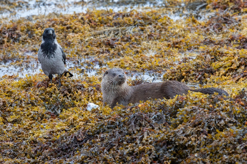 Hooded Crow - Isle of Mull - Scotland