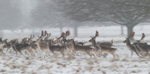Fallow deer in motion