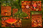 Fly Agaric Quintych MtLofty-1