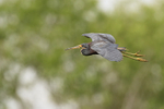 Tricolored Heron gliding, Harns Marsh, Florida