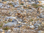Snow Bunting