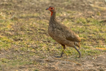 Swainsons Spurfowl