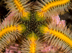 Ophiothrix fragilis