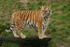 Amur Tiger - Anoushka on look-out (Colchester Zoo)