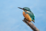 Kingfisher Alcedo Atthis075