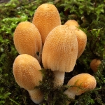 Glistening Inkcap