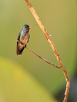 Charming Hummingbird perched, Osa Peninsula, Costa Rica