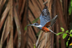 Ringed Kingfisher (female) in flight at Tortuguero
