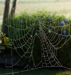 AnimalsCreatures _0101