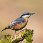 Nuthatch