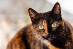 Cat domestic-1820