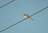 White Wagtail