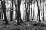 DSCF8073