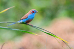 Red-cheeked Cordon-bleu (male) perched on a bending grass stem