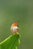Scintillant Hummingbird