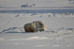Polarbear cubs 18