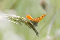 Scarce Copper