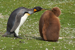 King Penguin Adult and Chick