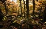 Aira Force Woodland