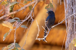 Bird Southern Black Flycatcher