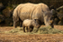 White Rhinos - Otto and Lotti