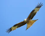 Red Kite 3