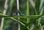 Common Blue Damselflies