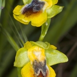 Yellow Ophrys (Ophrys lutea)