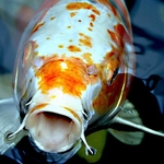 koi carp