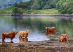 Highland Cows cooling down in the summer heat.