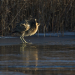 Bittern portfolio