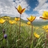 Wild Tulips (Tulipa sylvestris subsp autralis.  also T. australis) 