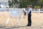 SBM_10778