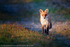 Red Fox (Vulpes vulpes)